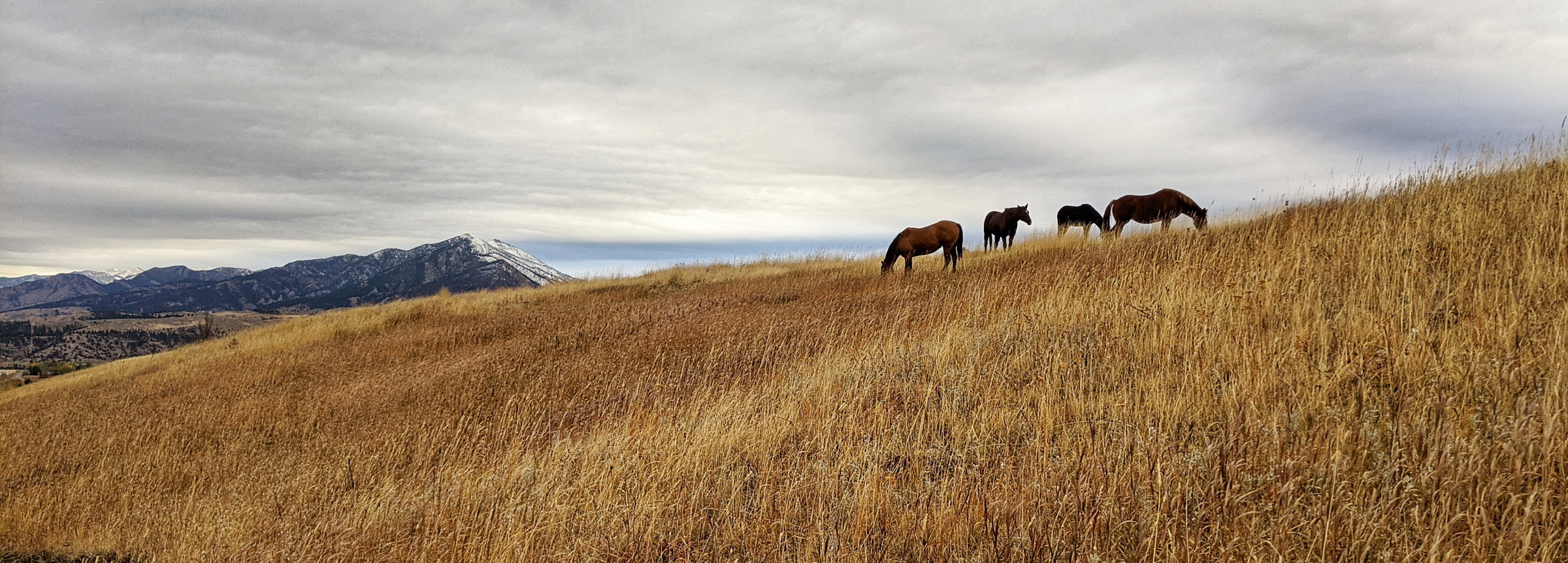 Horses near Bozeman