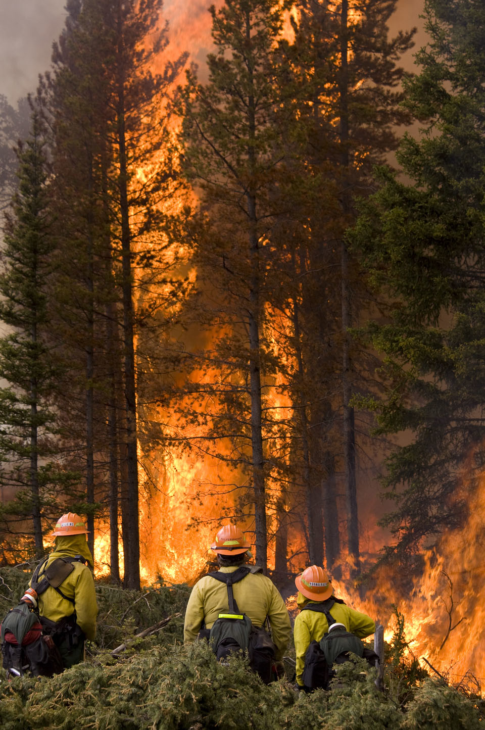 Wildfire