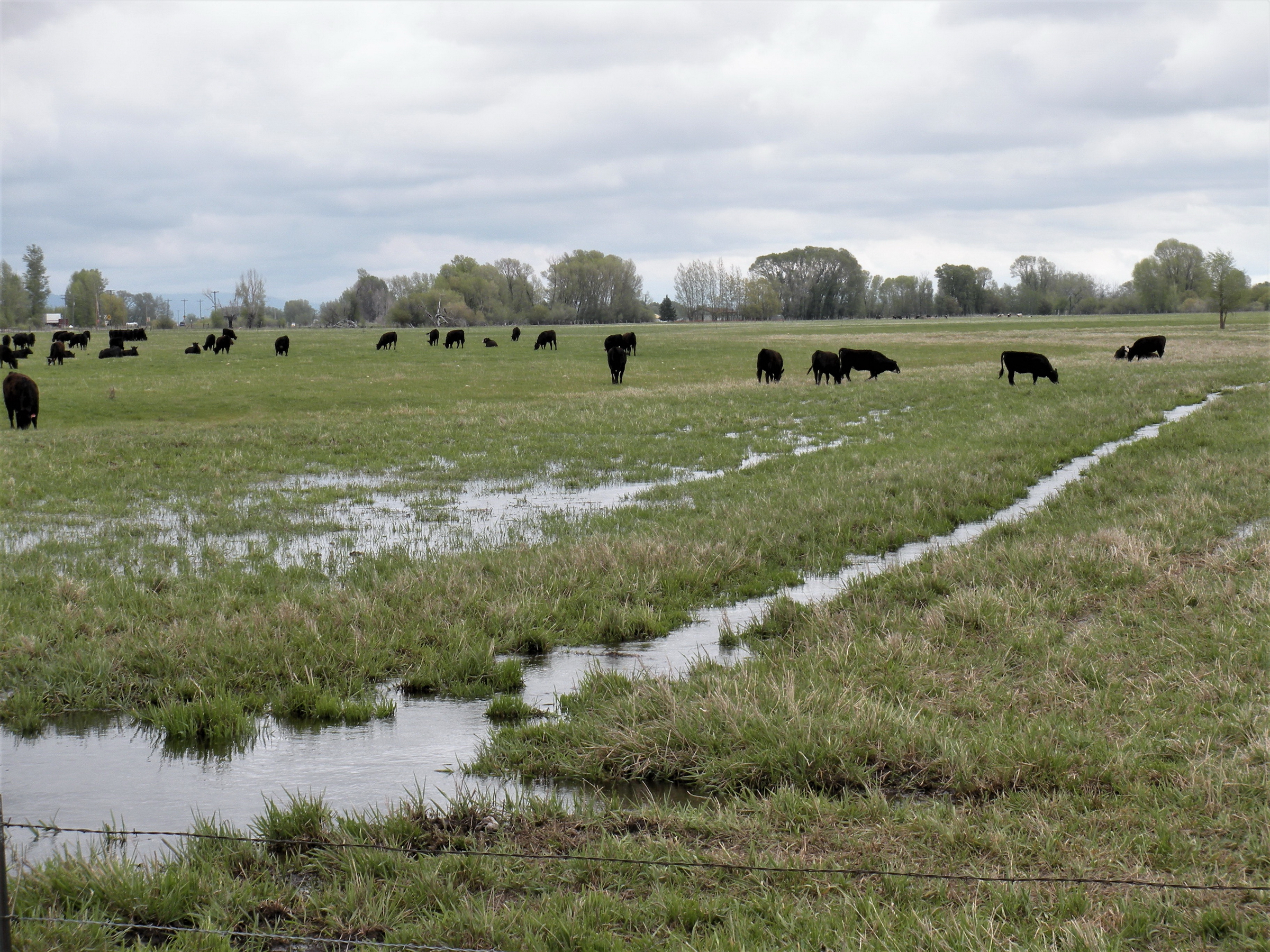 Cattle grazing