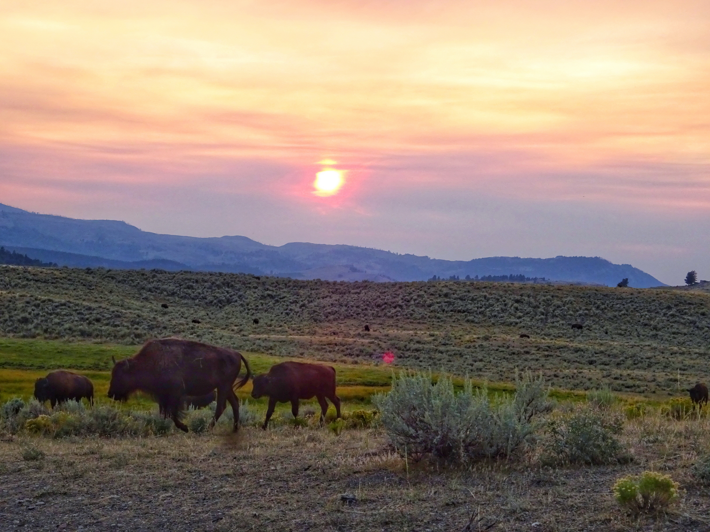 bison at sunset